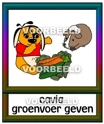 Cavia groenvoer geven