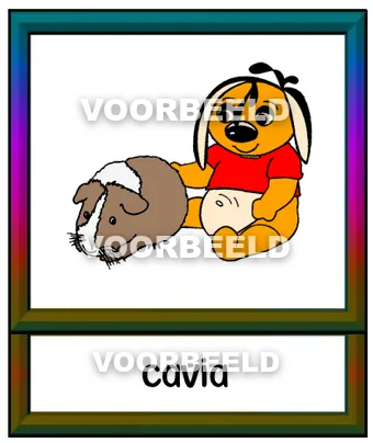 Cavia