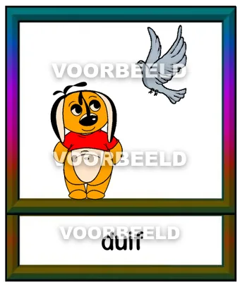 Duif
