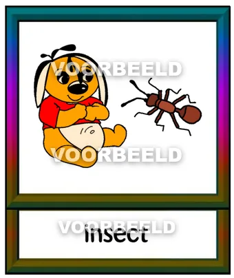 Insect