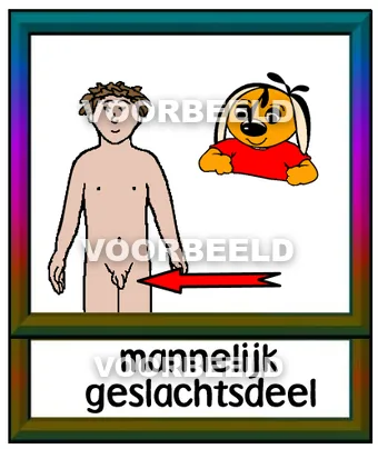 Mannelijk geslachtsdeel