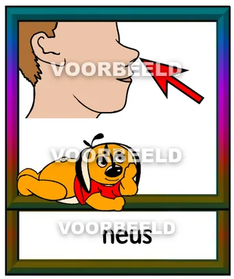Neus