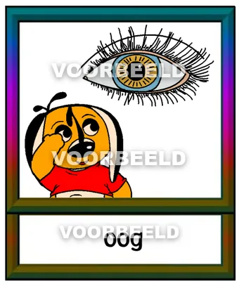 Oog