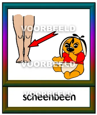 Scheenbeen